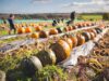 A Pumpkin Patch Is a Farm Before It Is a Fall Attraction Colorful pumpkins in an autumn field with people selecting and harvesting.