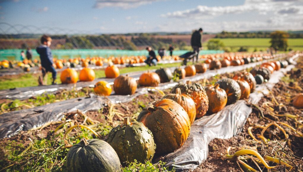 pexels-photo-18748109 Colorful pumpkins in an autumn field with people selecting and harvesting.