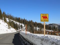 The Roadless Rule’s Next Life Will Be Decided One Forest at a Time A caution sign warns drivers on a snowy mountain road in Mammoth Lakes.
