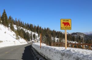 The Roadless Rule’s Next Life Will Be Decided One Forest at a Time A caution sign warns drivers on a snowy mountain road in Mammoth Lakes.