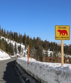 A caution sign warns drivers on a snowy mountain road in Mammoth Lakes.