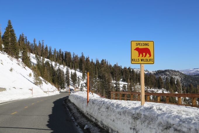 The Roadless Rule’s Next Life Will Be Decided One Forest at a Time A caution sign warns drivers on a snowy mountain road in Mammoth Lakes.