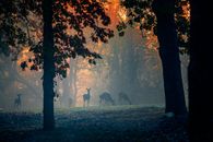 Texas Deer Season Opens With a Rulebook Repair A serene scene of deer in a foggy forest during early morning at Prairie Creek, AR.