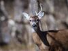 A Youth Deer Weekend Can Start a Hunter. It Cannot Carry the Tradition by Itself Close-up of a white-tailed deer with one antler in a natural forest environment.