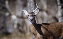 A Youth Deer Weekend Can Start a Hunter. It Cannot Carry the Tradition by Itself Close-up of a white-tailed deer with one antler in a natural forest environment.