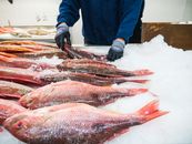 The Red Snapper Season Ended. Now the Data Have to Earn the Next One A vibrant display of fresh red snapper neatly arranged on ice at a bustling fish market.