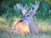 The Elk Was Found by a Hunter. That Is the Point. A white-tailed deer lounges on grassy plains in San Antonio, Texas.