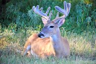 The Elk Was Found by a Hunter. That Is the Point. A white-tailed deer lounges on grassy plains in San Antonio, Texas.