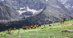 pexels-photo-9437300 A herd of elk grazing on a grassy hillside in the majestic Rocky Mountains.